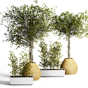 Indoor Plant Collection - Set of 50 3D model image 1 