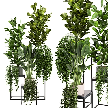 Tropical Indoor Plants Collection 3D model image 1 