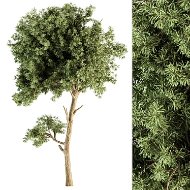 Mini Maple Needle Tree - Set 71 3D model image 1 