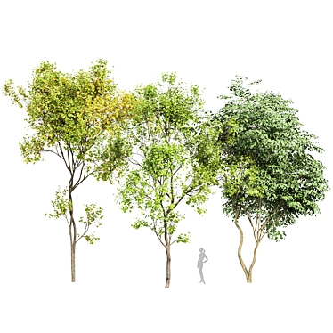 Japanese Cherry & Acer Leaf Trees-3D Models 3D model image 1 