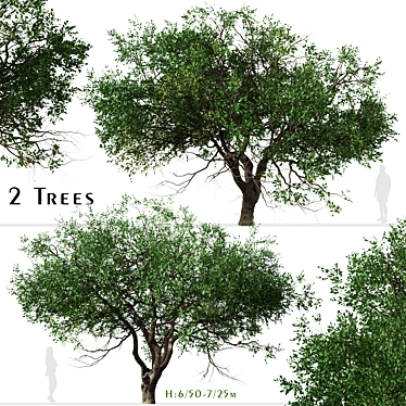 Black Olive Tree Set: Enchant Your Space 3D model image 1 