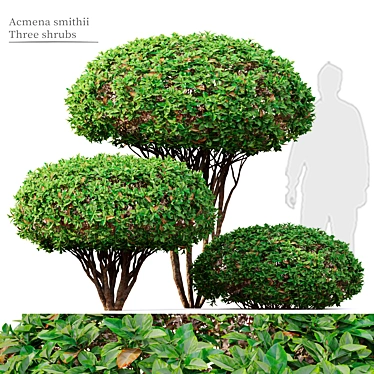 Syzygium Smithii: Vray and Corona Material Libraries in Archive 3D model image 1 