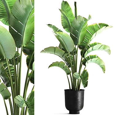 Tropical Plant Collection: Ravenala, Strelitzia, Banana Palm 3D model image 1 