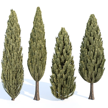 Evergreen Juniper Collection: Vol 78 3D model image 1 