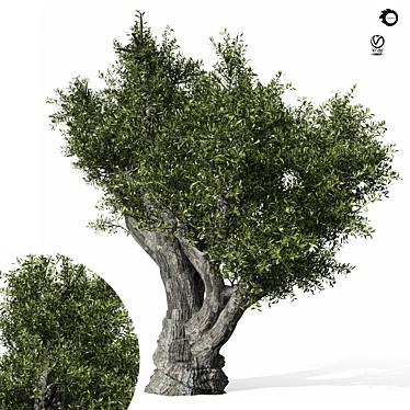 Olive Tree 3D Max 2017 3D model image 1 