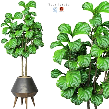 Ficus Lyrata 2015: Vray+Corona 3D Model 3D model image 1 