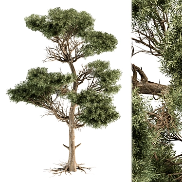 Lush Acacia Tree Set 3D model image 1 