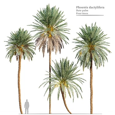 Lush Date Palm Trees: Vray & Corona 3D model image 1 