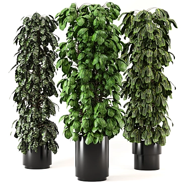 Lush Indoor Plants Set - 247 3D model image 1 