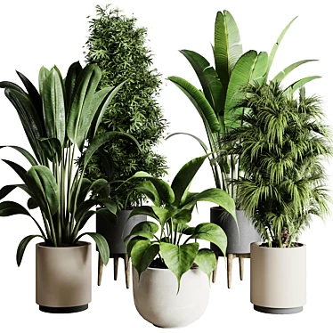 196 Plant Collection: Ficus, Rubber Palm, Ravenala, Bamboo in Concrete Vase 3D model image 1 