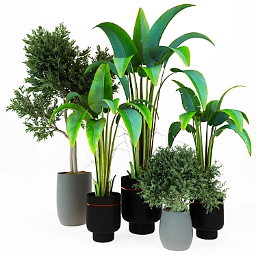 Sleek Indoor Plant Vol. 42 3D model image 1 