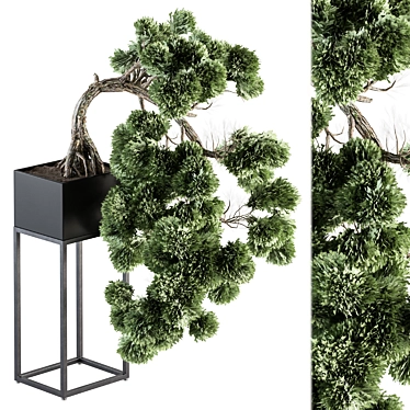 Bonsai Pine: Stylish Indoor Plant 3D model image 1 