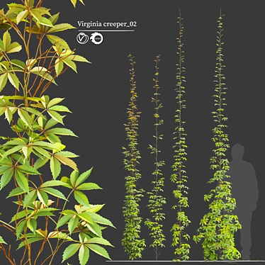 Vibrant Virginia Creeper Plants 3D model image 1 