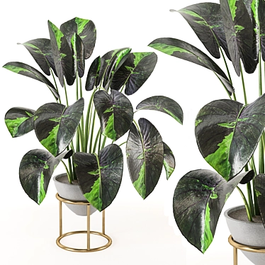 Nature's Haven Indoor Plant Set 3D model image 1 