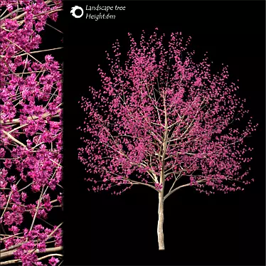 2014 Landscape Tree: 6m Height, Corona Render 3D model image 1 