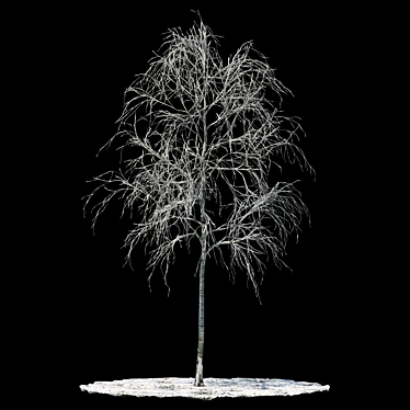 Snow-Covered Aspen Tree 3D model image 1 
