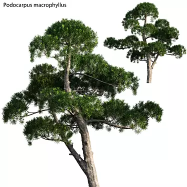 Lush Podocarpus Macrophyllus Pine 3D model image 1 