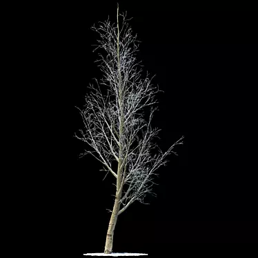 Snow-covered Poplar Tree Sculpture 3D model image 1 