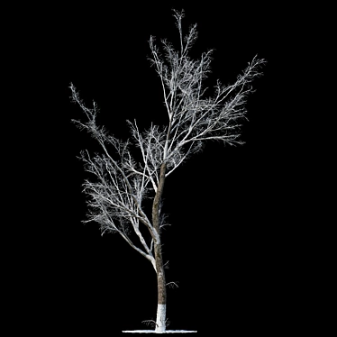 Winter Wonderland Poplar Tree 3D model image 1 