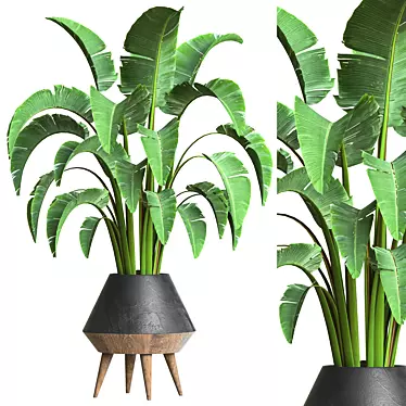 Indoor Plant Collection 46 3D model image 1 