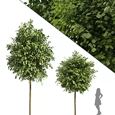 Lifelike Street Landscape Trees 3D model image 1 