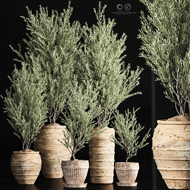 Indoor Olive Plant Set - Modern Design 3D model image 1 