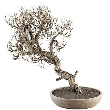 Dry Bonsai Plant Set: Indoor Serenity 3D model image 1 