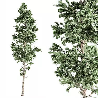 Evergreen Pine Tree Set 76 3D model image 1 