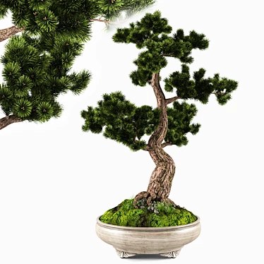 Handcrafted Bonsai Pinus Sylvestris: Miniature Living Art 3D model image 1 