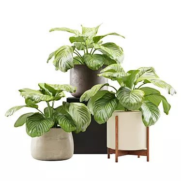 Tropical Beauty: Calathea Orbifolia Set 3D model image 1 