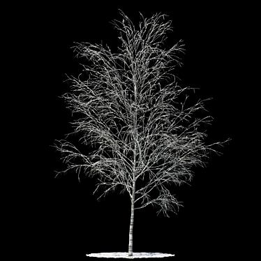  Snowy Birch Tree - 8.4m Height 3D model image 1 