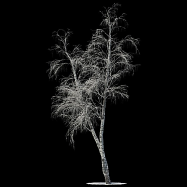 Snow-covered Birch Tree - 13.7m 3D model image 1 