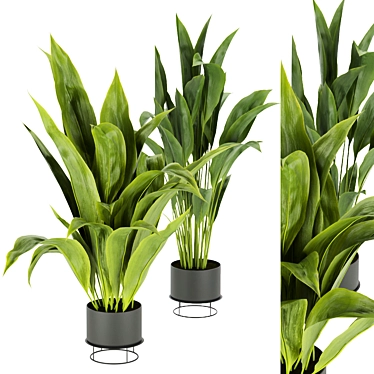 Indoor Banana Leaf Plant Collection - Vol. 329 3D model image 1 