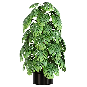 Tropical Monstera Indoor Plant 3D model image 1 