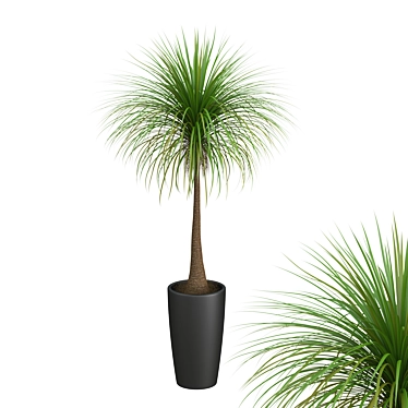 Tropical Palm Tree in Round Pot 3D model image 1 