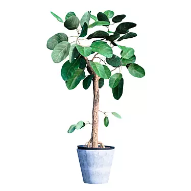 Exquisite Ficus Benghalensis Tree 3D model image 1 