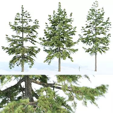 Evergreen Conifer Trees Collection 3D model image 1 