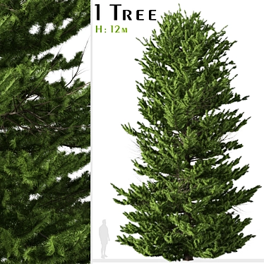 Evergreen Red Spruce Tree: Authentic North American Species 3D model image 1 