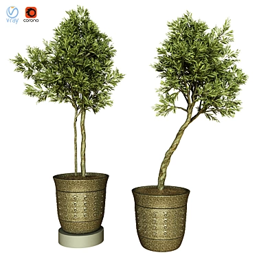 Indoor Olive Trees - Vol. 52 3D model image 1 