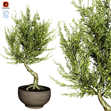 Indoor Olive Tree - Vol. 53 3D model image 1 