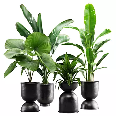 Tropical Indoor Plants Pack 3D model image 1 