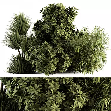Tropical Box Tree Bush Set 3D model image 1 