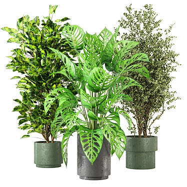 Indoor Plants Collection 3D Models 3D model image 1 