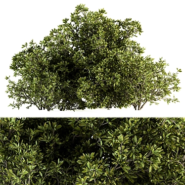 Bush Set 69 - Small Bushes 3D model image 1 