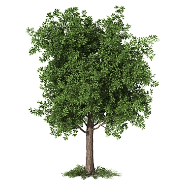  Majestic Butternut Tree Model 3D model image 1 