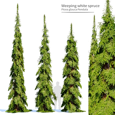 Cascade White Spruce Trio 3D model image 1 