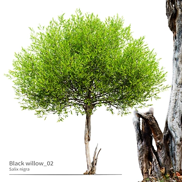 Salix Nigra 5m Tree Model 3D model image 1 