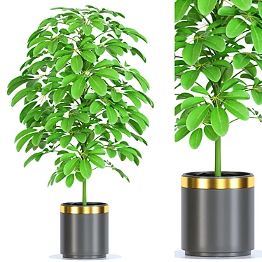 Minimalistic Plant Collection Set 3D model image 1 