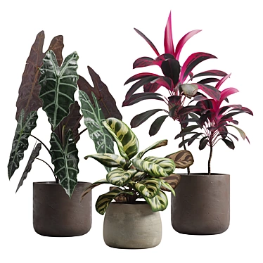 Exotic Indoor Plants Pack 14 3D model image 1 