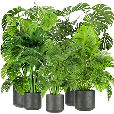 Premium Indoor Monstera Plant Model 3D model image 1 